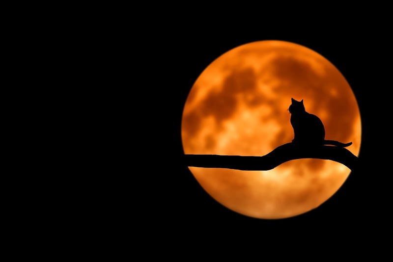Moonlit Wedding